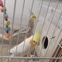 پرنده یک جفت عروس هلندی