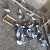 کبوتر هوایی
