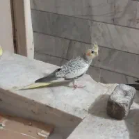 سه عدد عروس هلندی مولد