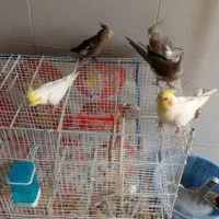 عروس هلندی