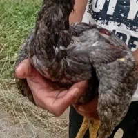 مرغ وخروس لاری