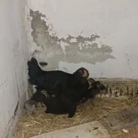 مرغ گلین با جوجه لاری