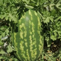 هندوانه عمده ۳۷