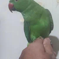 طوطی ملنگو 4 ماهه رام
