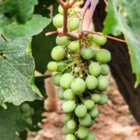 غوره بومی بی دانه ممتاز