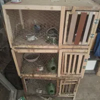 جفتکن کفتر