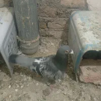 کفتر پلاکی اس