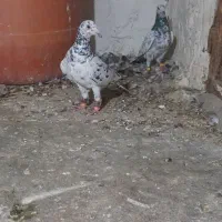 سار