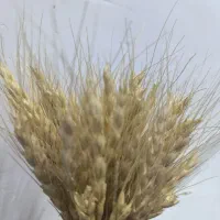 یک قطعه زمین کشاورزی دیم درماهیدشت