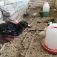 جوجه