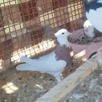 کفتر|پرنده|بم, |دیوار