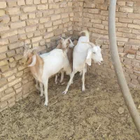 2عدد بز با 4عدد کره با دوتا بره