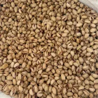 انواع پسته عمده و خرده