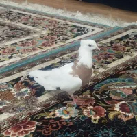 پرنده