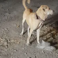 سرابی ماده
