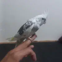 جوجه عروس