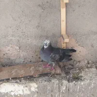 کفتر|پرنده|قهستان, |دیوار