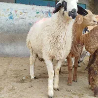 بره خوش رنگ بزری مناسب قوچ
