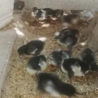 خروس جوجه گلین فول