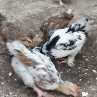6تا جوجه کوشین دورگ هستن دوماهه