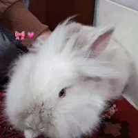 خرگوش لوپ سفید