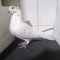 کبوتر تهرانی
