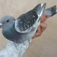 شامی مگس دوکت ساده سبز