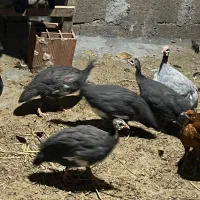 مرغ شاخدار