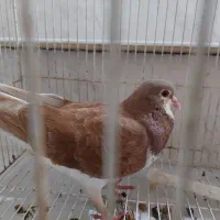 کفتر