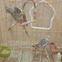 عروس هلندی