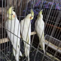 عروس هلندی وکوتوله
