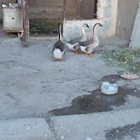 غوغازوغازواردک