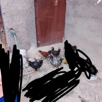 خروسچه مینیاتوری