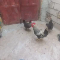 فروش سه عدد مرغ ویک خروس