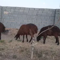 فروش سه عدد بره