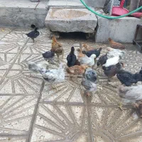 جوجه کاکلی و گردن گلابی