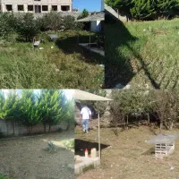 علفزنی و‌ چمنزنی