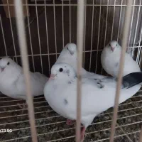 جوجه کبوتر پرشی بالاگیر
