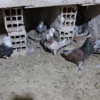 10عدد کبوتر سرور و4عدد تهرانی