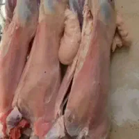 قصابی سیاردرمحل سربریدن گوسفندگوشت زبح سلاخی قصاب