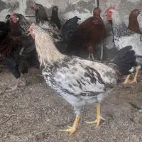 مرغ خروس
