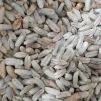 هسته خرما شسته شده