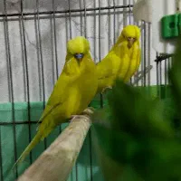 جفت مرغ عشق انگلیسی