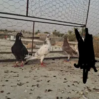 جوجه رنگ روشن