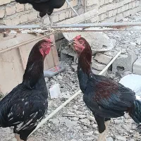 مرغ وخروس لاری