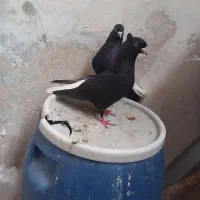 سیاه وتافته دمسفید