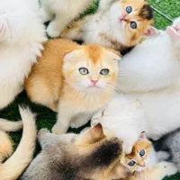 توله گربه اسکاتیش اصیل و دوست‌داشتنی واگذاری