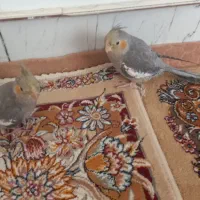 ۲ عدد عروس هلندی