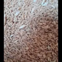 گندم نانی