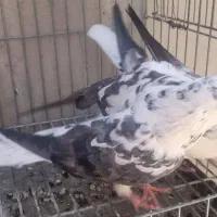 کفتر